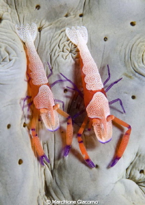 Double 
Nikon D200, 60 micro, twin strobo
Lembeh strait by Marchione Giacomo 